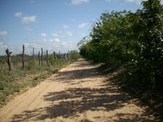 Estrada de terra